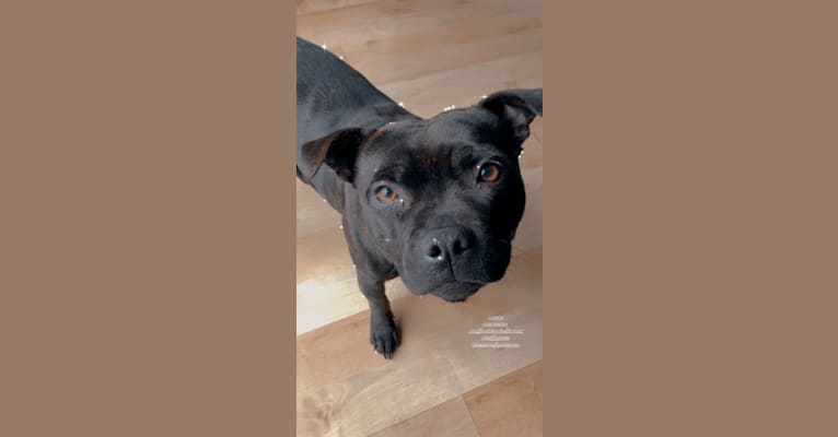 Photo of Raven, a Staffordshire Bull Terrier  in Vancouver Island, British Columbia, Canada