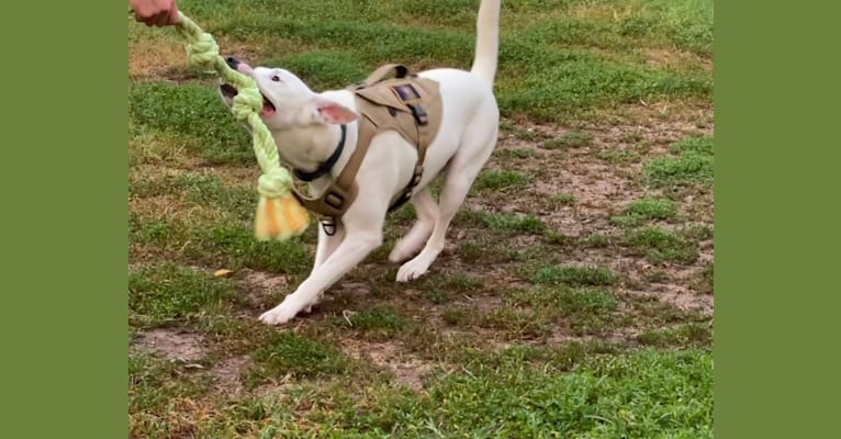 Moose, an American Pit Bull Terrier and German Shepherd Dog mix tested with EmbarkVet.com