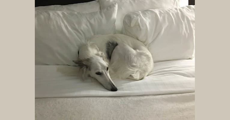 Plume, a Silken Windhound tested with EmbarkVet.com