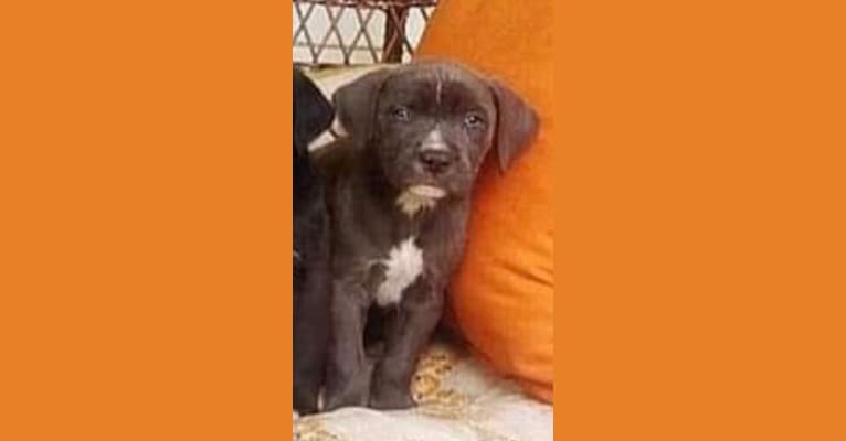 Puddin’ Pup, an American Pit Bull Terrier and Bluetick Coonhound mix tested with EmbarkVet.com