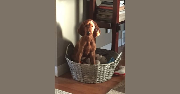 Meara, an Irish Setter tested with EmbarkVet.com