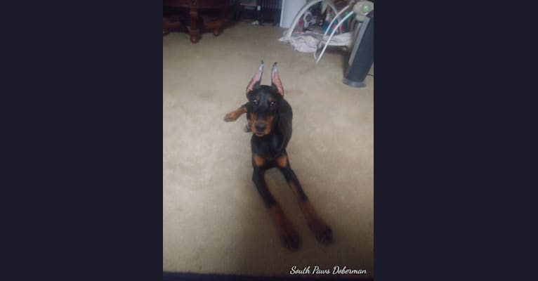 Photo of Willow, a Doberman Pinscher  in null