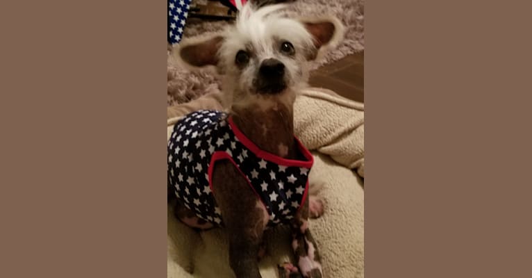 Andy, a Chinese Crested tested with EmbarkVet.com