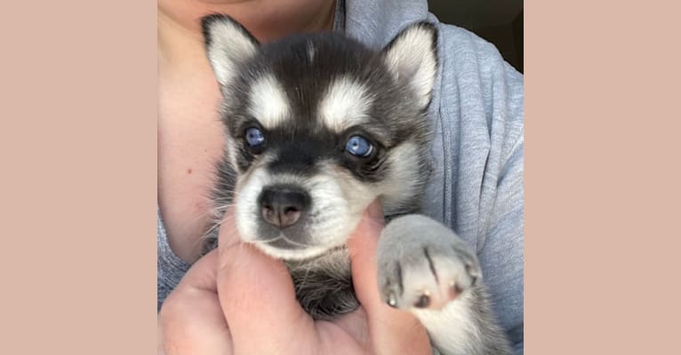 Kirby, an Alaskan Klee Kai tested with EmbarkVet.com