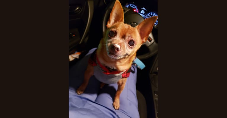 VICIOUS!, a Chihuahua tested with EmbarkVet.com