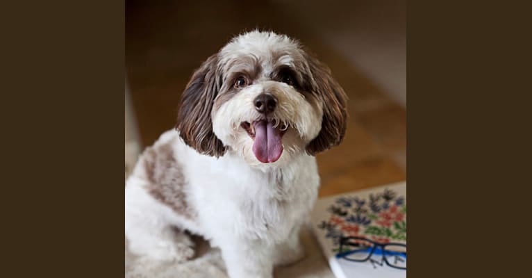 Tully, a Poodle (Small) and Shih Tzu mix tested with EmbarkVet.com