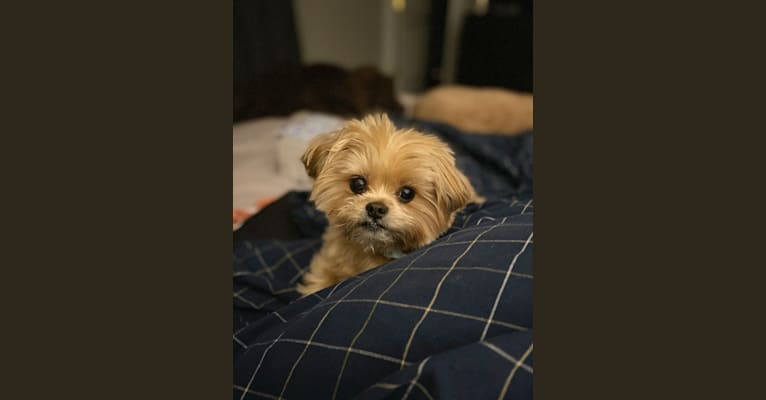 Photo of Buddy, a Yorkshire Terrier and Shih Tzu mix