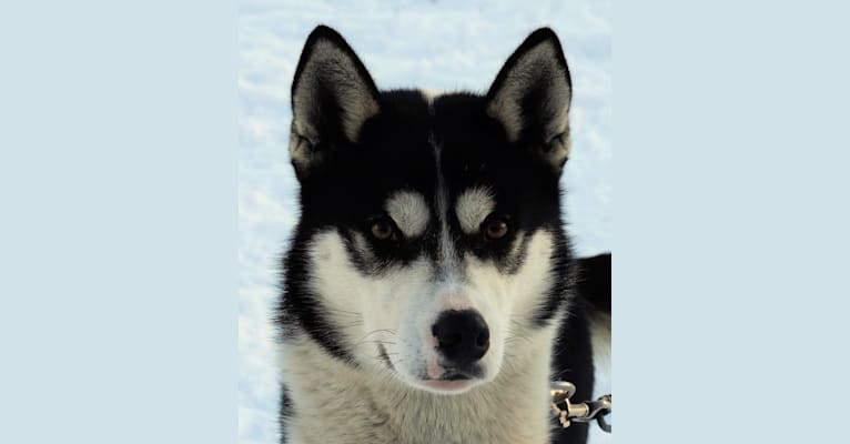 Photo of Belmont, a Siberian Husky  in Phelps, Wisconsin, USA