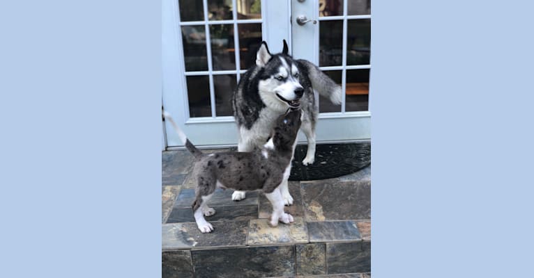 Duke, a Rottweiler and Pomeranian mix tested with EmbarkVet.com