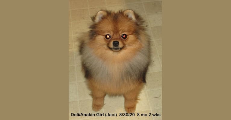 Jaci, a Pomeranian tested with EmbarkVet.com