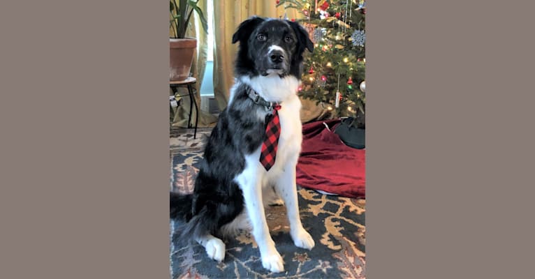 Murphy, a Border Collie and Chow Chow mix tested with EmbarkVet.com