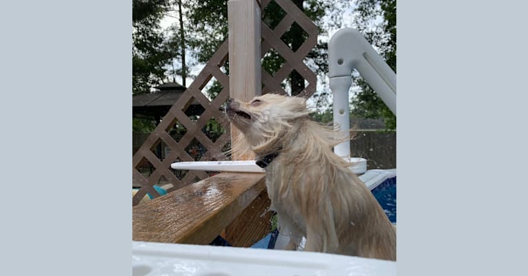 Koda, a Pomeranian tested with EmbarkVet.com