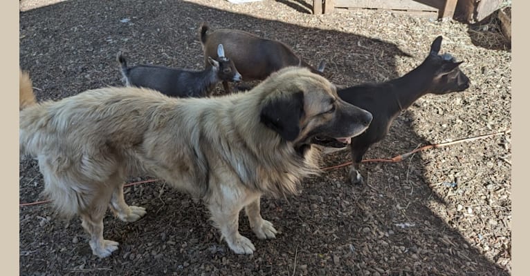Duke, a Great Pyrenees and Anatolian Shepherd Dog mix tested with EmbarkVet.com