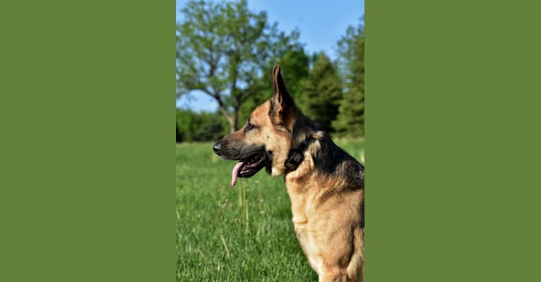 Bueller, a German Shepherd Dog tested with EmbarkVet.com