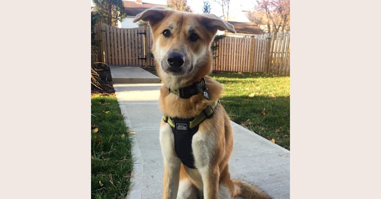 Kona, a Staffordshire Terrier and Alaskan Malamute mix tested with EmbarkVet.com