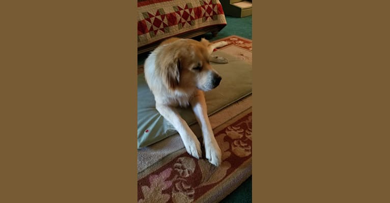 Handsome, a Great Pyrenees and Anatolian Shepherd Dog mix tested with EmbarkVet.com