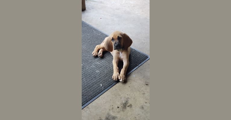 Marcy, a Bloodhound tested with EmbarkVet.com