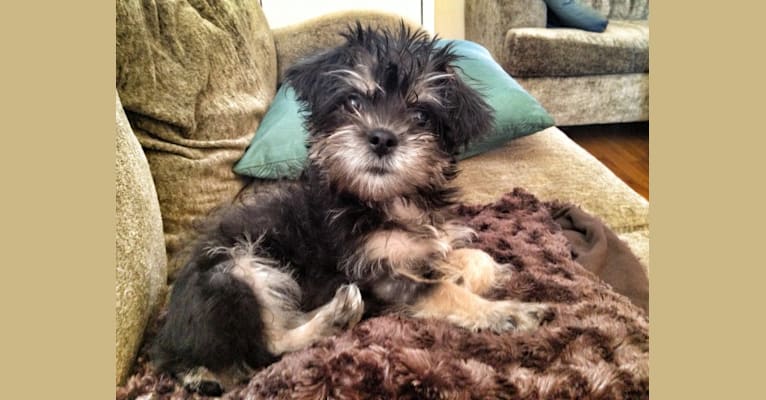 Photo of Ruby, a Bichon Frise and Brussels Griffon mix in St. Louis, Missouri, USA