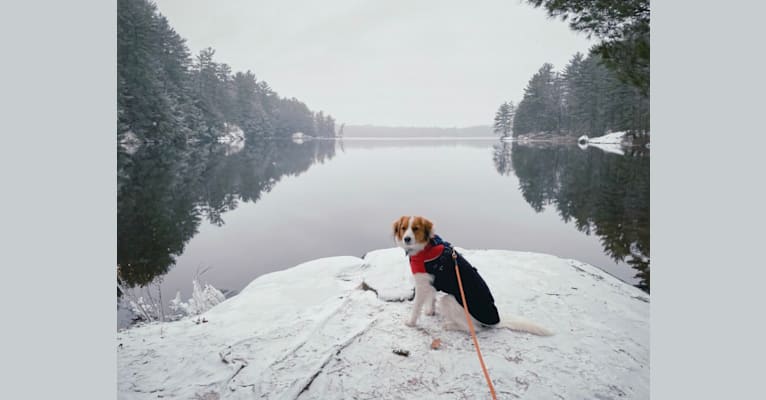 Tilly, a Nederlandse Kooikerhondje tested with EmbarkVet.com