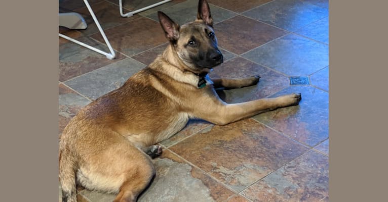 Echo, a German Shepherd Dog and Australian Cattle Dog mix tested with EmbarkVet.com