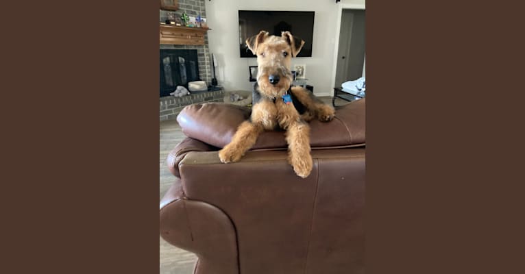 Dylan Beaux, a Welsh Terrier tested with EmbarkVet.com