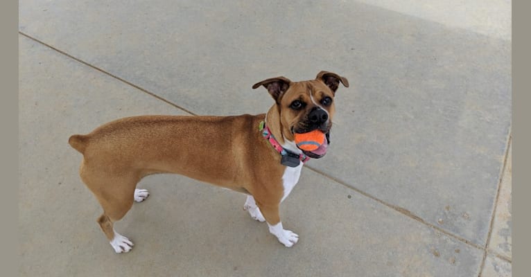 Ellie, a Boxer and American Pit Bull Terrier mix tested with EmbarkVet.com