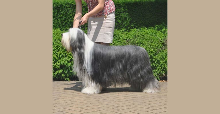 Ghost, a Bearded Collie tested with EmbarkVet.com