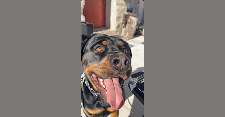 Lex, a Rottweiler (3.3% unresolved) tested with EmbarkVet.com
