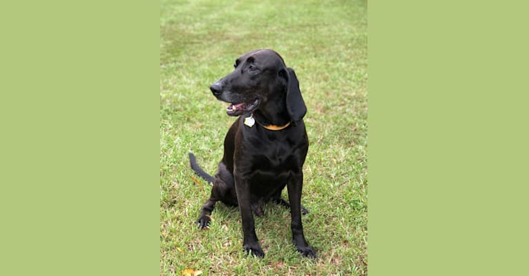 Chocolate lab coonhound mix 2025
