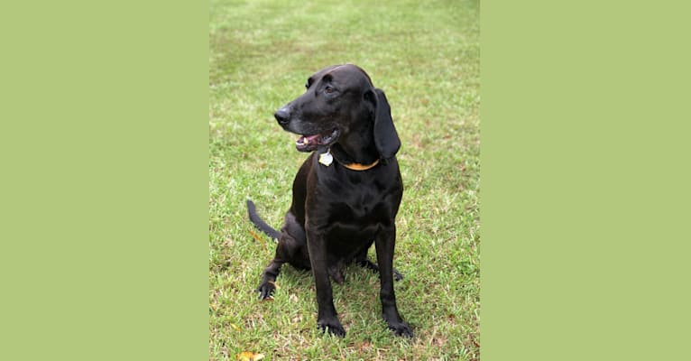 Tucker, a Labrador Retriever and Redbone Coonhound mix tested with EmbarkVet.com