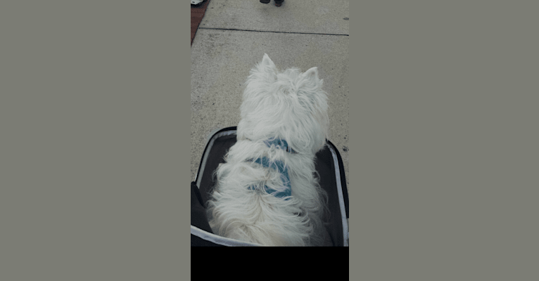 Lucy Anne Preston, a West Highland White Terrier tested with EmbarkVet.com