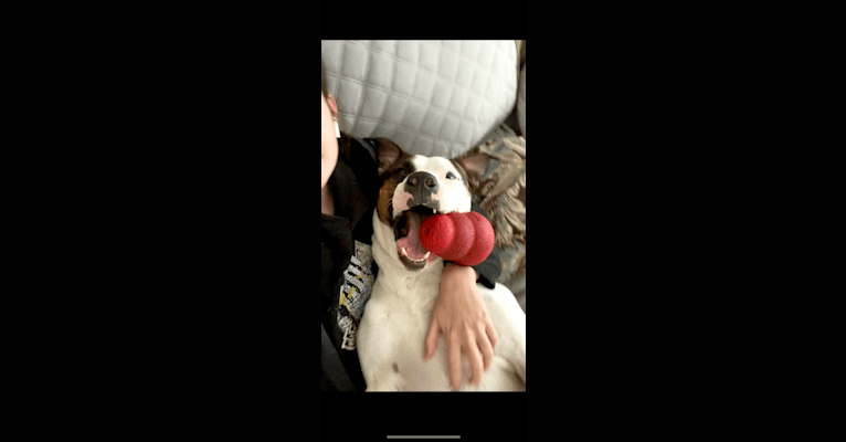 Dozer, an American Pit Bull Terrier and American Staffordshire Terrier mix tested with EmbarkVet.com