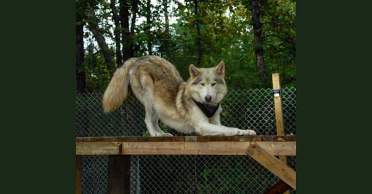 Wolfito a dog tested with EmbarkVet.com