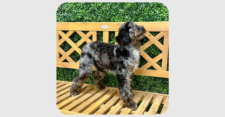 Bluey, a Poodle (Small) tested with EmbarkVet.com