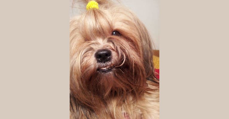 Herby, a Shih Tzu and Yorkshire Terrier mix tested with EmbarkVet.com