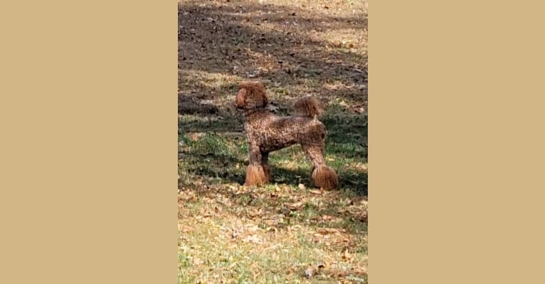 Georgia, a Poodle (Standard) tested with EmbarkVet.com