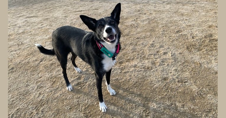 Oreo, a Border Collie and Australian Cattle Dog mix tested with EmbarkVet.com