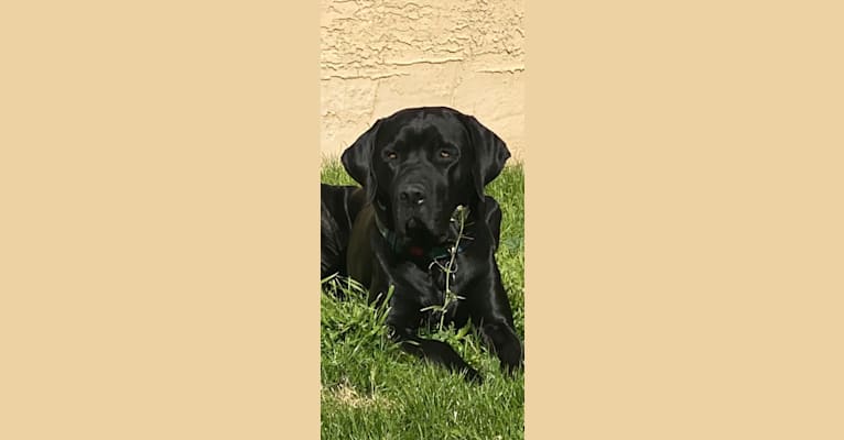 Photo of Elwray, a Labrador Retriever, Mastiff, Neapolitan Mastiff, and Mixed mix in Tennessee, USA