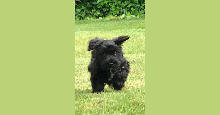 Maxwell (Supaypawawa), a Miniature Schnauzer and Silky Terrier mix tested with EmbarkVet.com