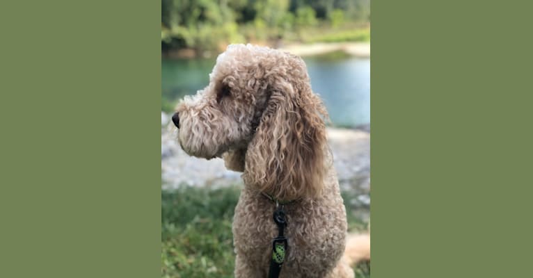 Photo of Walter, a Goldendoodle  in Rogers, Arkansas, USA