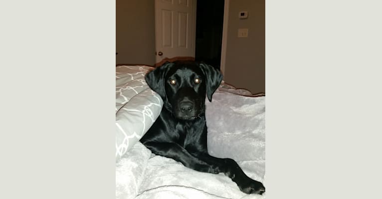 Georgia Belle, a Labrador Retriever and Boykin Spaniel mix tested with EmbarkVet.com