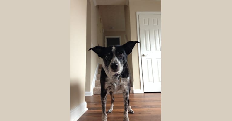 Violet, a Rat Terrier and Australian Cattle Dog mix tested with EmbarkVet.com
