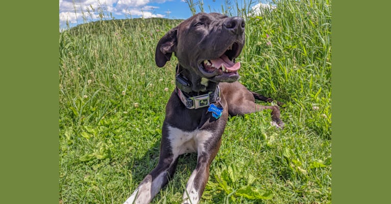 Oakley, an American Pit Bull Terrier and Great Pyrenees mix tested with EmbarkVet.com