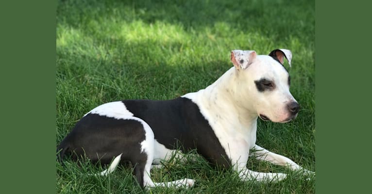 Remi, an American Pit Bull Terrier and American Staffordshire Terrier mix tested with EmbarkVet.com