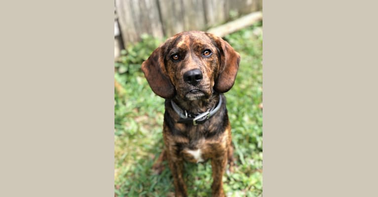 Otis, a Beagle and Golden Retriever mix tested with EmbarkVet.com