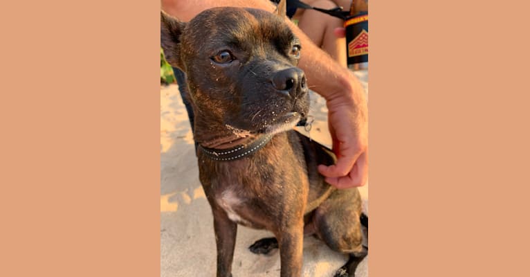 Photo of Puma, a Boston Terrier, American Pit Bull Terrier, and Mixed mix in Hawaii, USA
