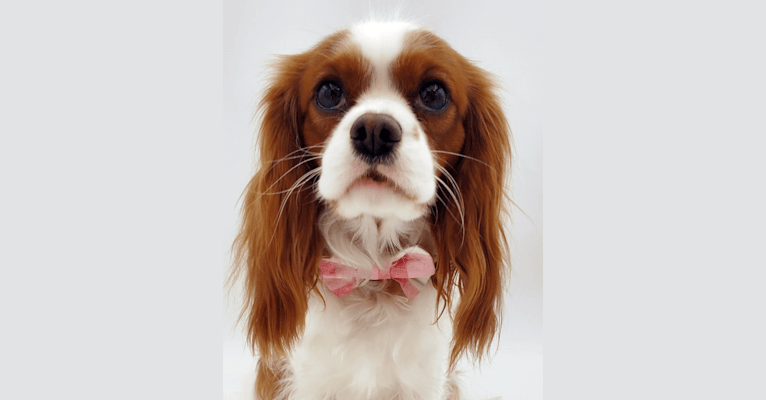 Photo of Princess Amelia the First (Millie), a Cavalier King Charles Spaniel  in Red Deer, Alberta, Canada