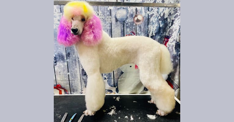 Photo of Dolly, a Poodle (Standard)  in Alaska, USA