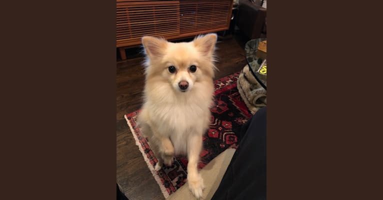 Goldie Hawn, a Pomeranian tested with EmbarkVet.com