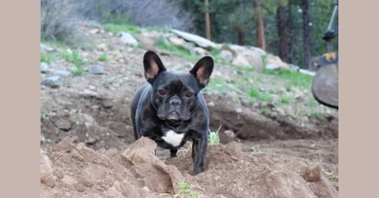 Photo of Gretta, a French Bulldog  in Truckee, California, USA